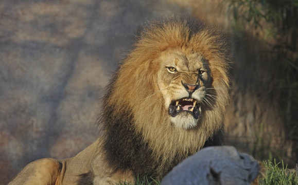 非洲獅