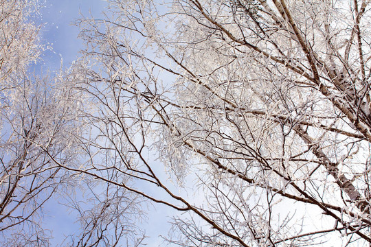 雪中的樹