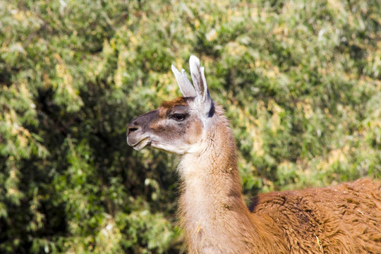 原駝（Lama guanicoe）