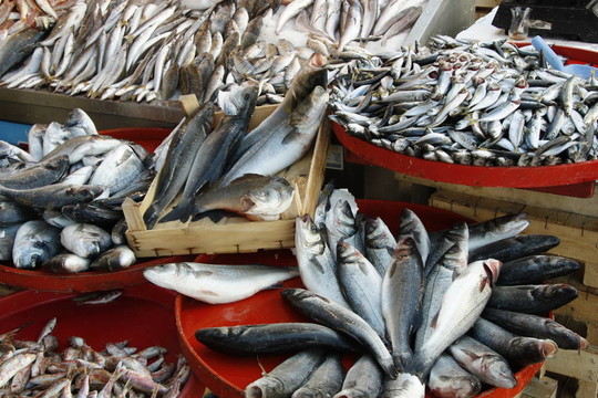 新鮮的魚