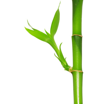 綠色的竹子