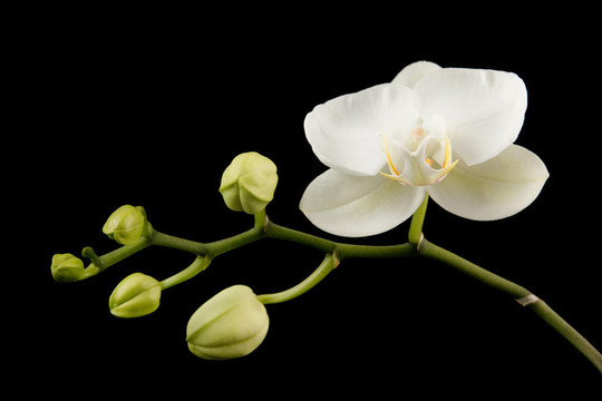 白蘭花