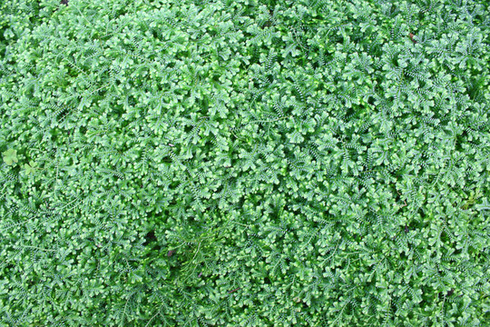 植物的質(zhì)感