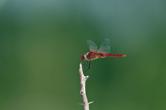 紅蜻蜓