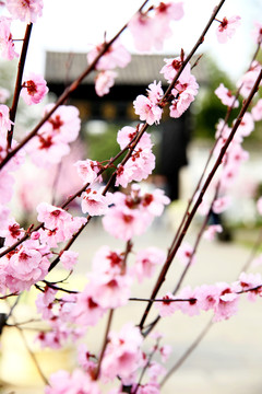 櫻花
