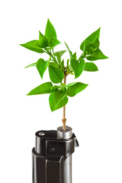 植物和槍