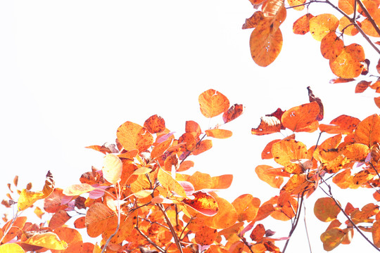 紅葉邊框