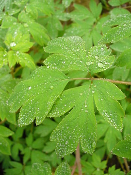樹葉和水滴