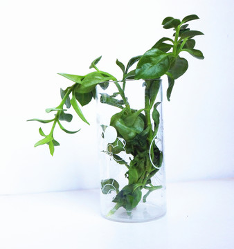 綠植插花