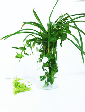 綠植插花