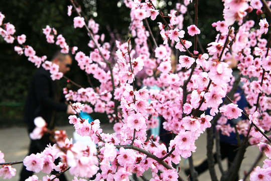 櫻花怒放