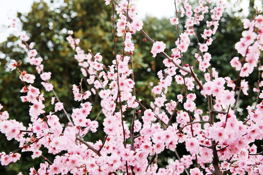 櫻花