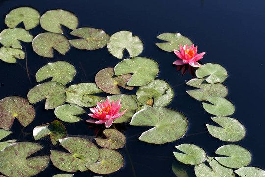 水百合