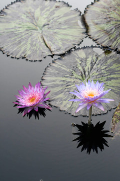 水百合