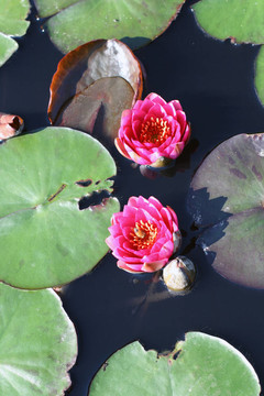 水百合