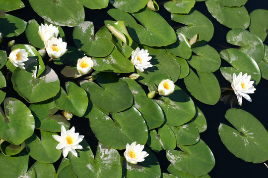 水百合