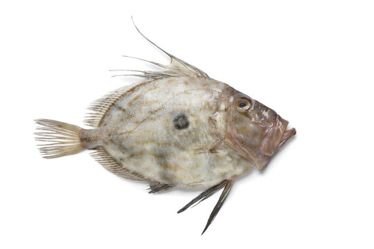 新鮮的John Dory fish