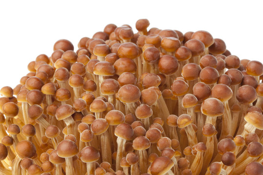 金色的金針菇