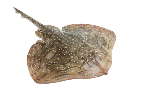 新鮮的魚(yú)