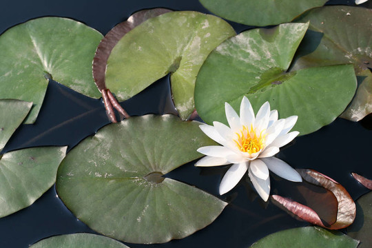 水百合