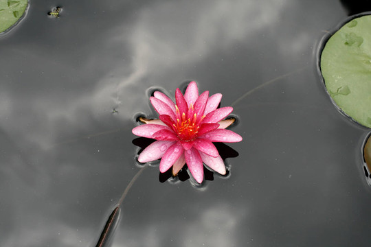 水百合