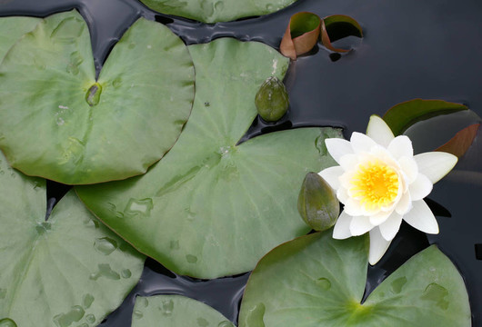 水百合