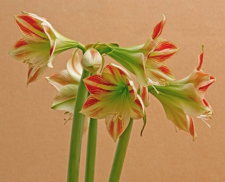 朱頂紅