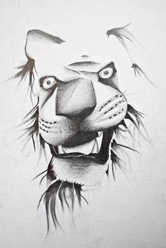 獅子的素描