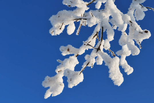 美麗的白雪覆蓋的樹(shù)枝
