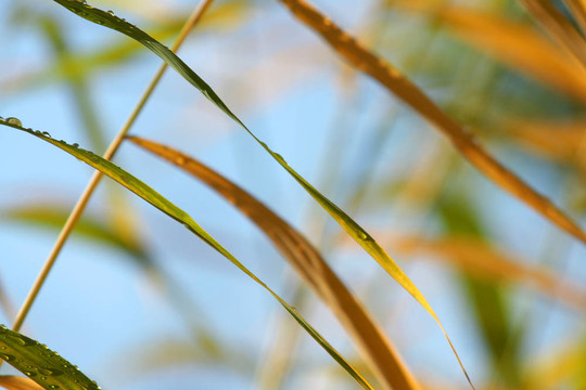 秋草
