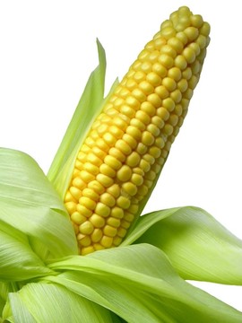 玉米