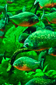 布達佩斯水族館里的魚