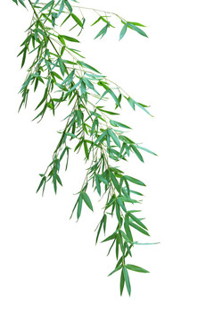 竹枝