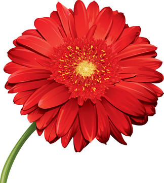 詳細(xì)的花