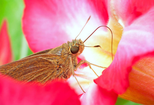 紅花蝴蝶