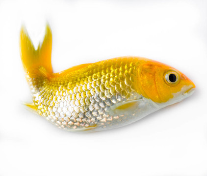 金色的魚