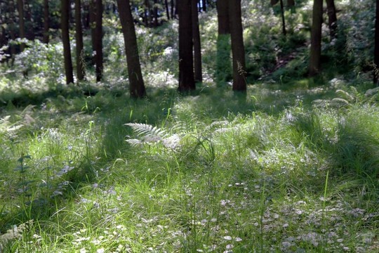 公園