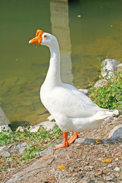 鵝