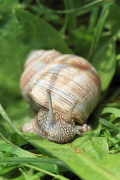 蝸牛
