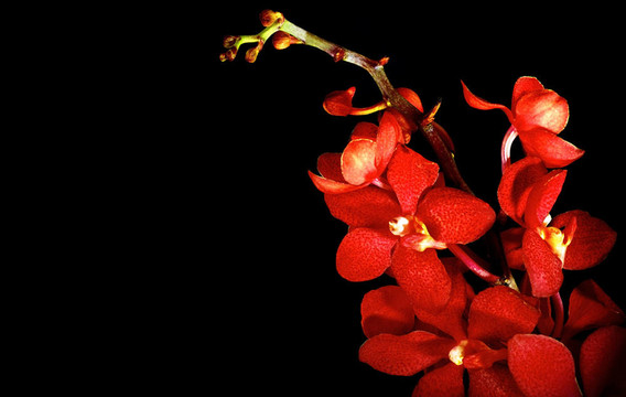 紅蘭花