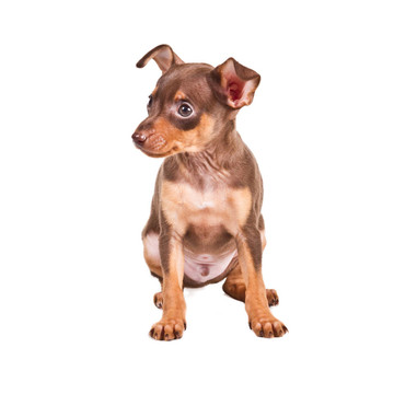 俄羅斯玩具獵犬在白色背景