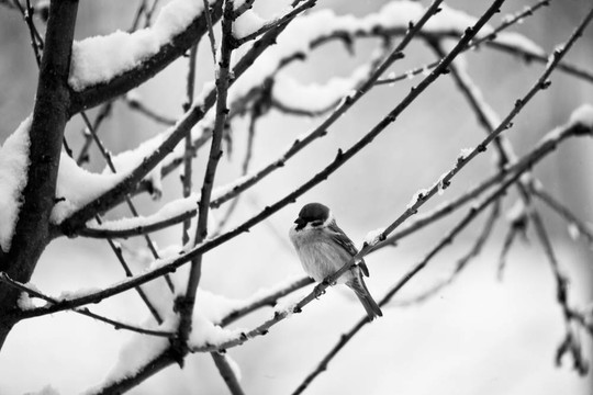 雪上的鳥