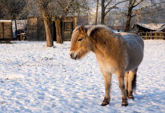 在雪中的馬