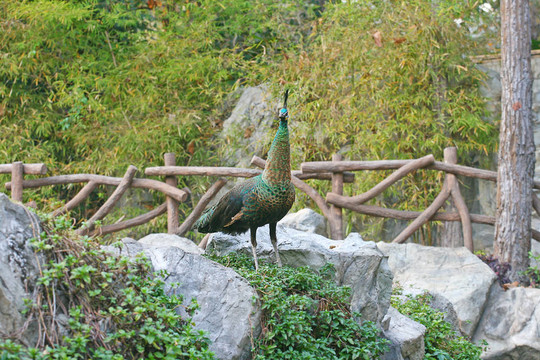 孔雀
