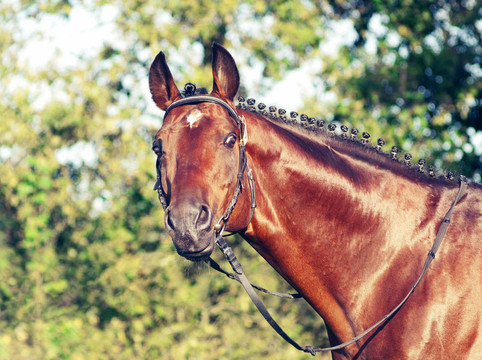 美麗的prizer Trakehner種馬