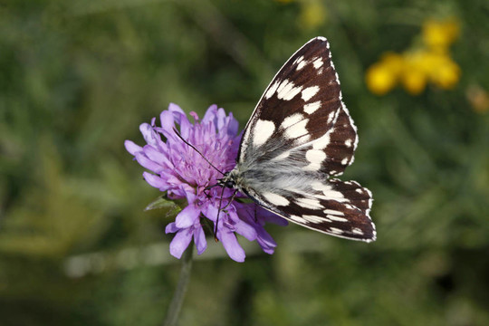 Melanargia galathea；Marbled White
