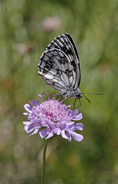 Melanargia galathea；Marbled White