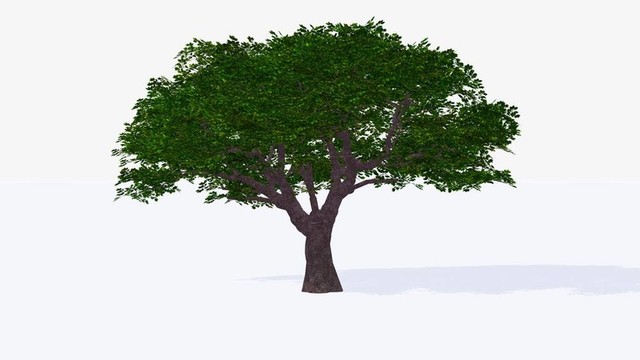 櫻桃樹