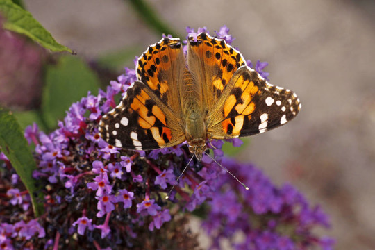Vanessa cardui；涂女士