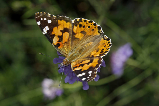 Vanessa cardui；涂女士；意大利